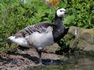 Barnacle Goose (WWT Slimbridge July 2012) - pic by Nigel Key